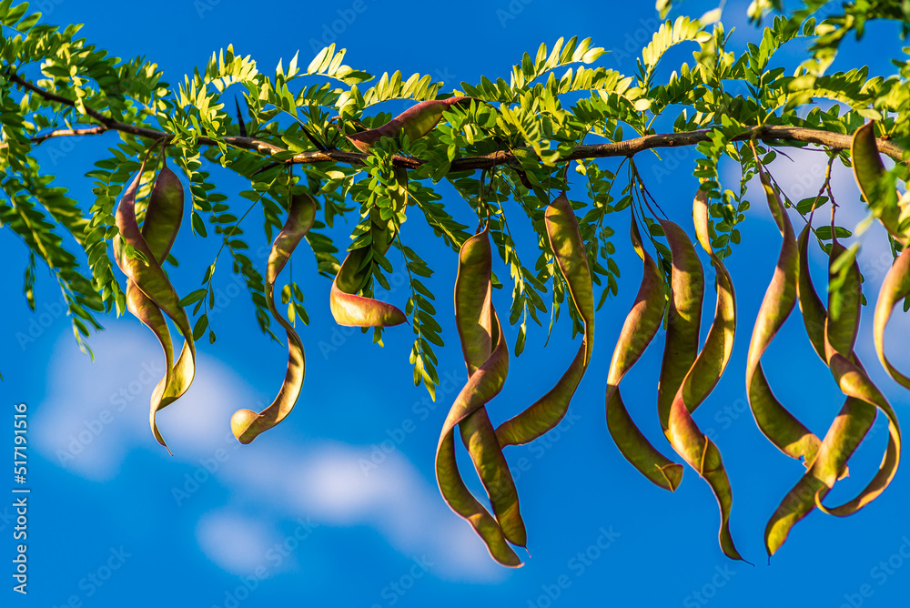 Foto Stock Ceratonia siliqua, commonly known as the carob tree or carob