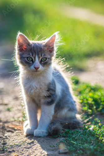 white gray Cat Little grey kitten. Portrait cute ginger kitten. happy adorable cat, Beautiful fluffy cat lie in grass outdoors in garden sunset light golden hour