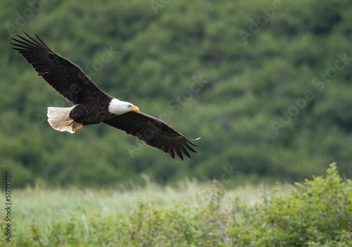 Bald eagle in flight at McNeil River