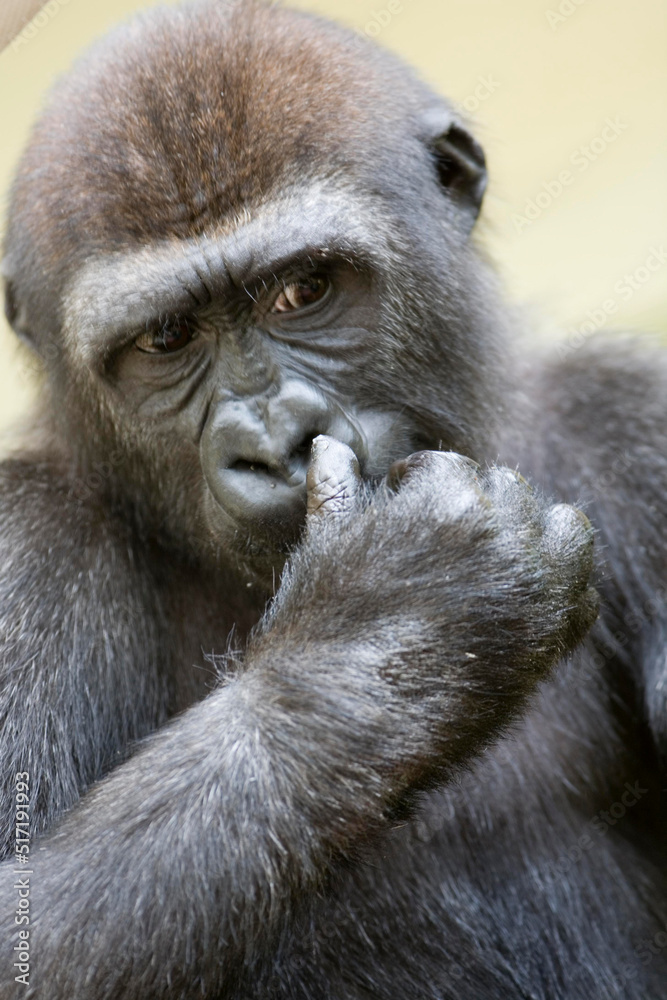 Gorilla Gorilla