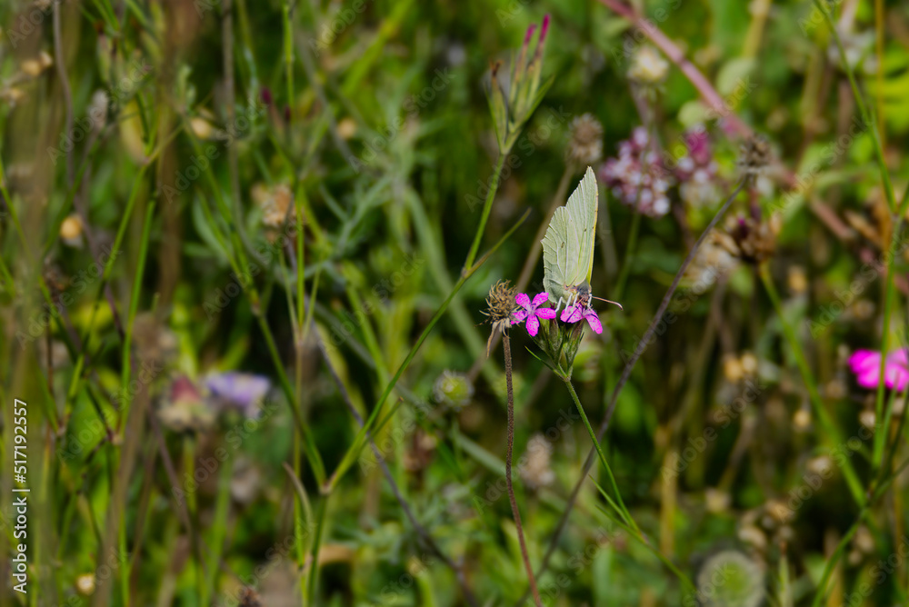 Common brimstone butterfly (Gonepteryx rhamni) perched on pink flower in Zurich, Switzerland