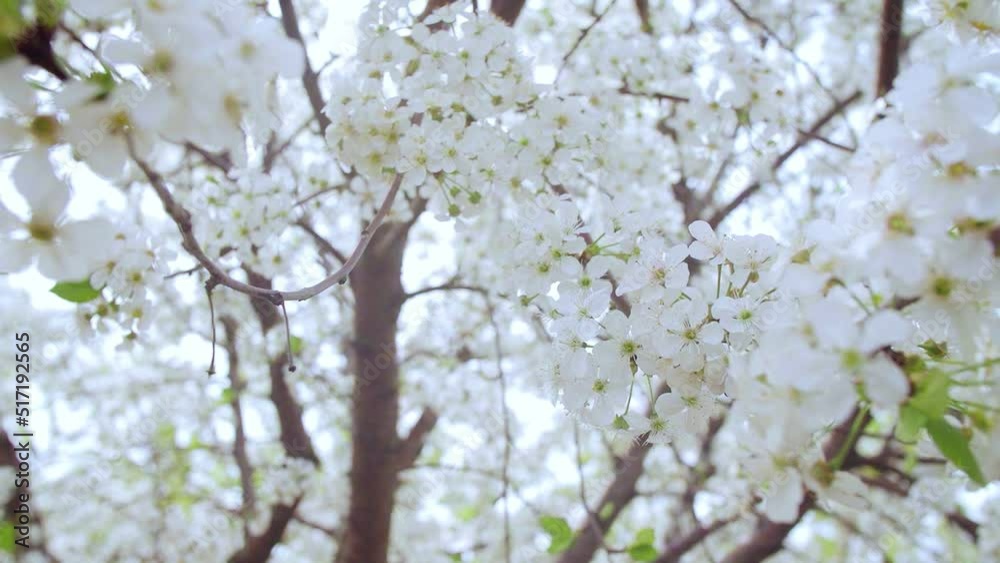 Close-up garden of blooming cherry trees with white flowers in spring. The Cherry Orchard Close-up garden of blooming cherry trees with white flowers in spring. The Cherry Orchard