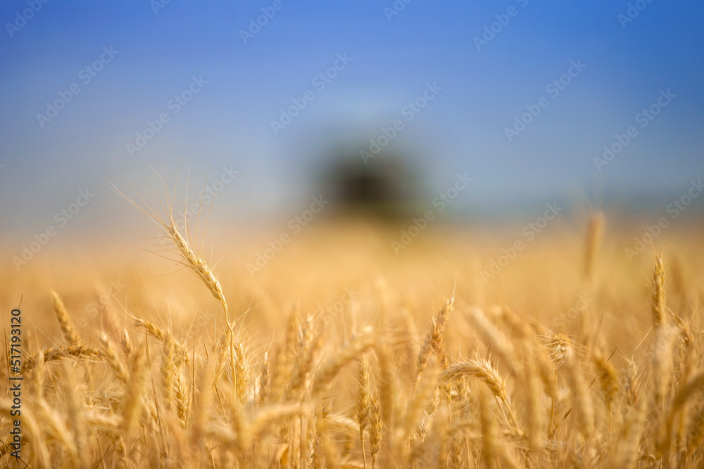 Golden wheat growing in a farm field