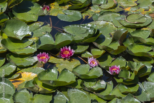Lotus flower or water lily flowers blooming on a pond. Floral landscape for nature wallpaper
