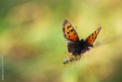 Orange and mottled butterfly macro closeup green blurred soft background