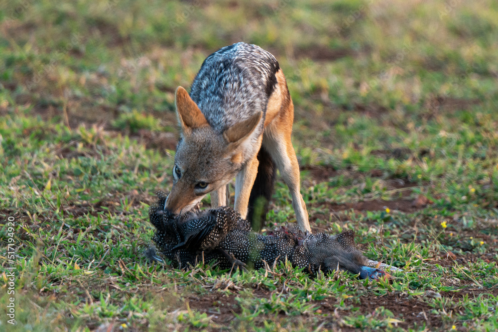 Fototapeta premium Chacal à chabraque, mange une Pintade, Canis mesomelas, Afrique