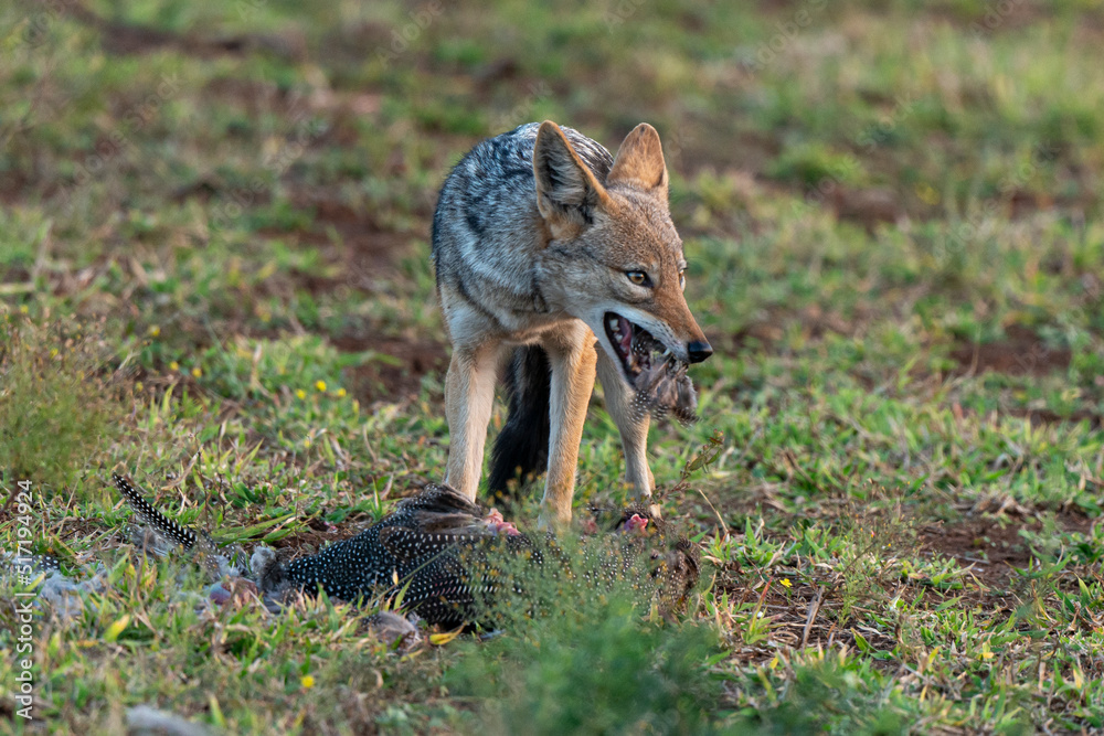 Fototapeta premium Chacal à chabraque, mange une Pintade, Canis mesomelas, Afrique