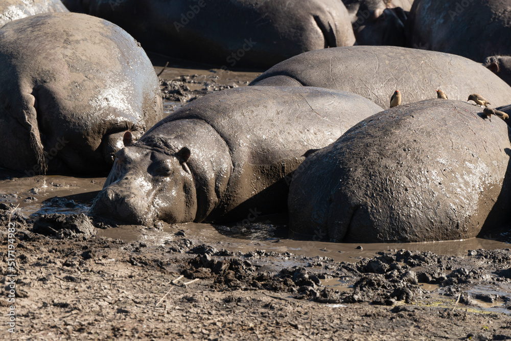 Hippopotame, Hippopotamus amphibius, Afrique du Sud