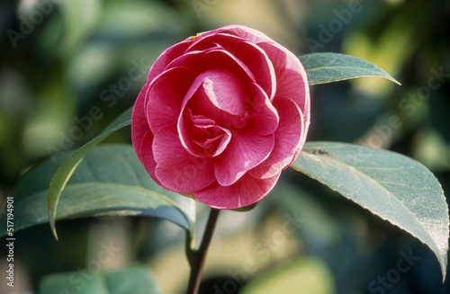 Tela Camelia, camellia japonica 'Star Dust'