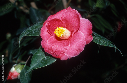 Fotografia Camelia, camellia japonica 'Sylvia'