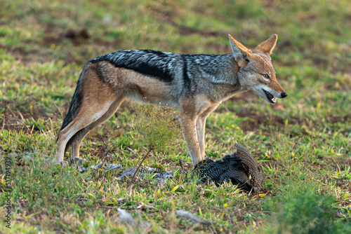 Chacal à chabraque, mange une Pintade, Canis mesomelas, Afrique