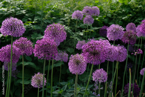 Purple Giant Onion blooming, Field of Allium ornamental onion. Few balls of blossoming Allium flowers. Concept of gardening, the cultivation of bulbous plants. © Yuliya