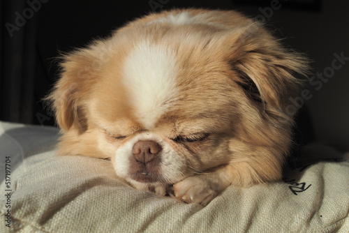 Photo Closeup of an adorable Japanese Chin dog sleeping on a fluffy pillow