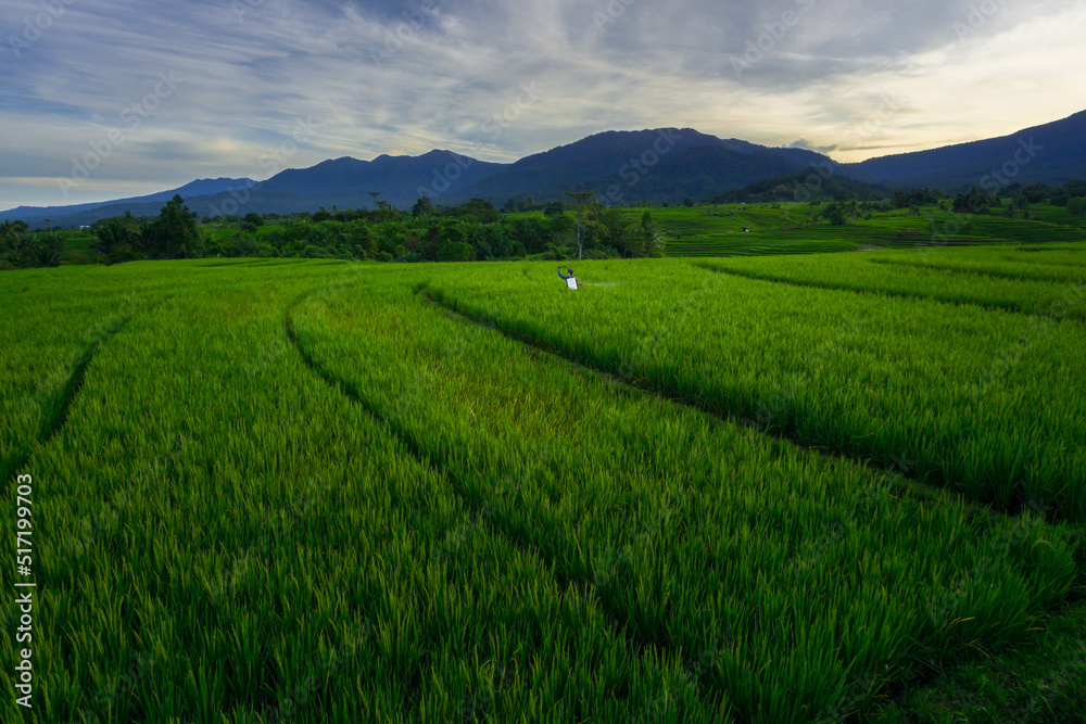 Indonesian natural scenery. Morning panorama in the rice fields with farmers working spraying rice pests
