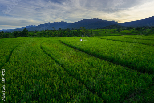 Indonesian natural scenery. Morning panorama in the rice fields with farmers working spraying rice pests