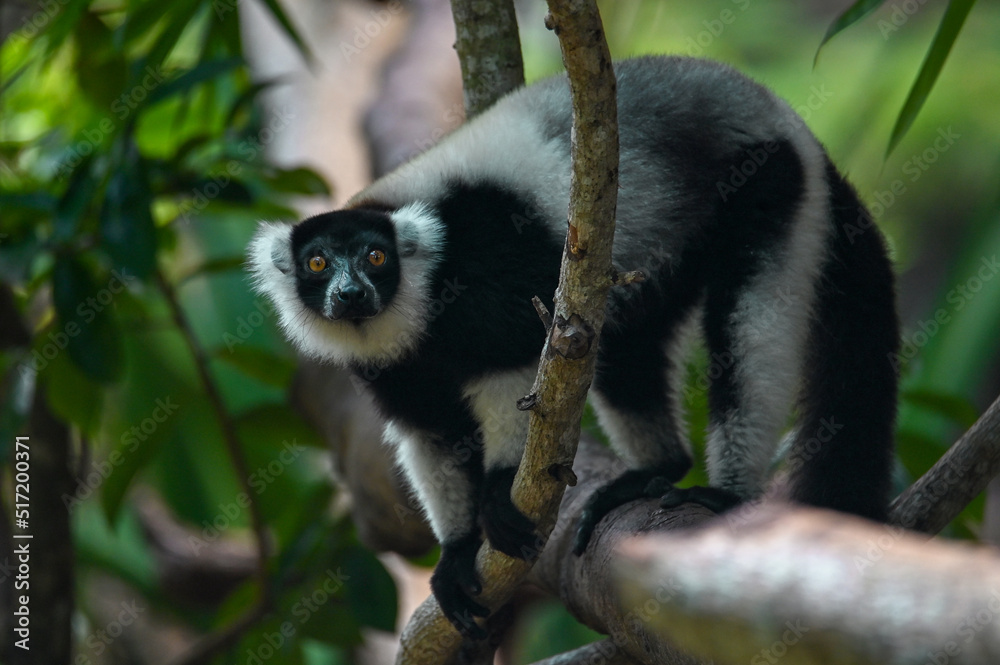 Fototapeta premium Black and white ruffed lemur (Varecia variegata) MADAGASCAR 