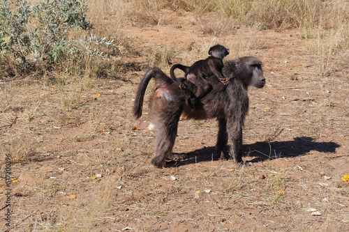 Closeup of a Chacma baboon (Papio ursinus) with its infant on its back on a grass field photo