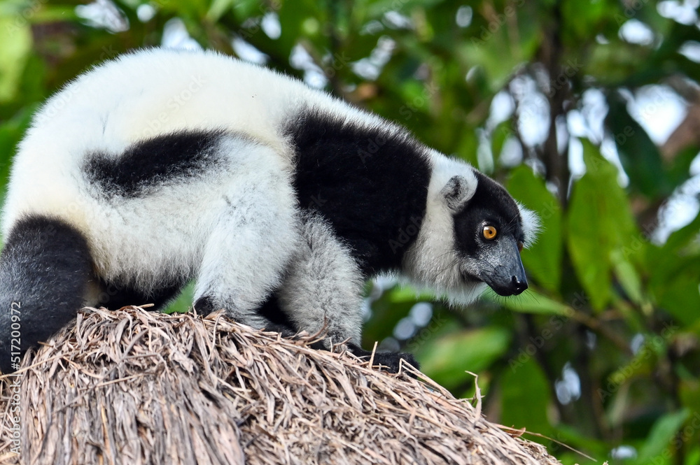 Fototapeta premium Black and white ruffed lemur (Varecia variegata) MADAGASCAR 