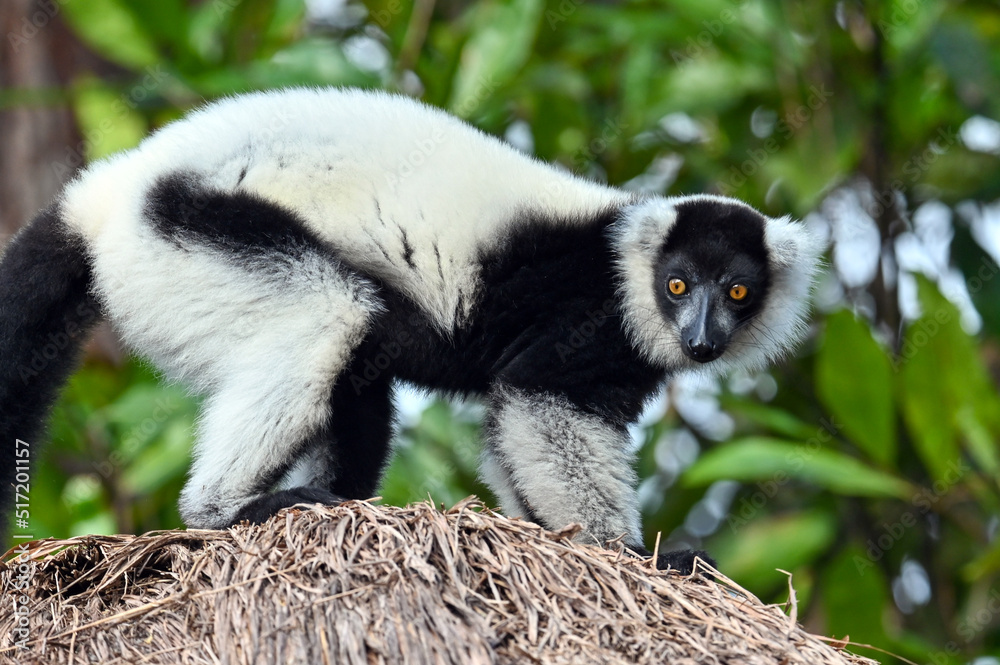 Obraz premium Black and white ruffed lemur (Varecia variegata) MADAGASCAR 