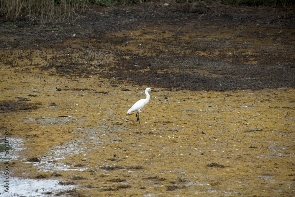 Obraz premium seagull on the beach