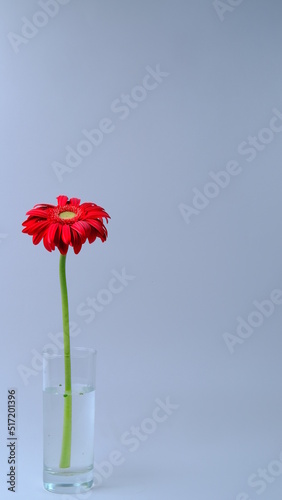 Fototapeta Naklejka Na Ścianę i Meble -  red gerbera flower