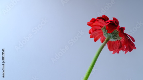 pink gerbera flower, space copy, white background