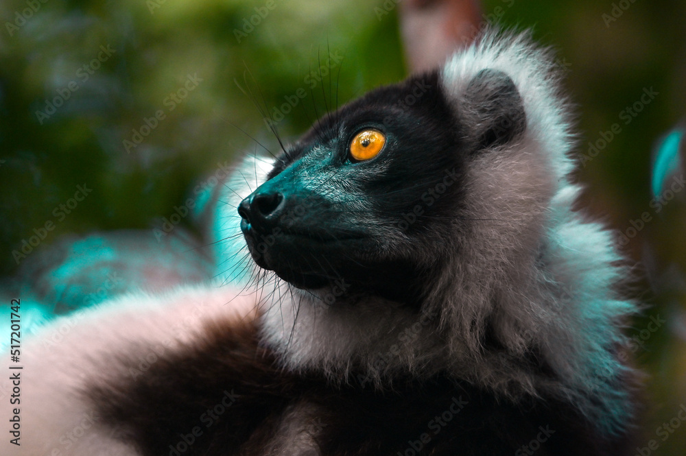 Obraz premium Black and white ruffed lemur (Varecia variegata) MADAGASCAR 