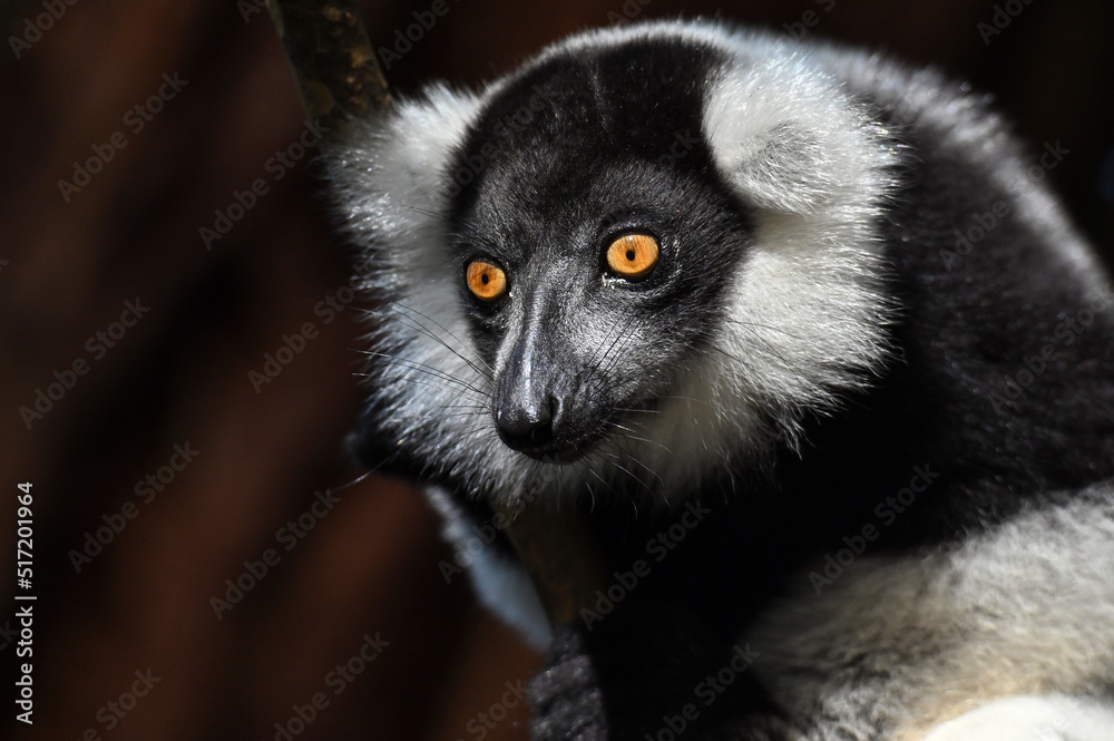Fototapeta premium Black and white ruffed lemur (Varecia variegata) MADAGASCAR 