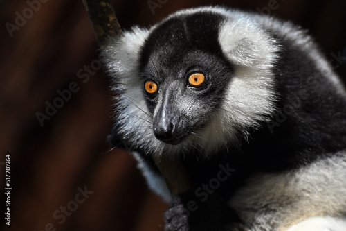 Black and white ruffed lemur (Varecia variegata) MADAGASCAR  photo
