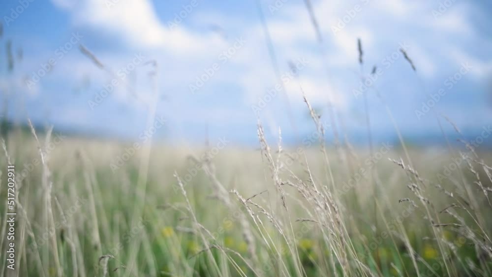 Grass Blowing On Nature Autumn Field .Fall In Herb Meadow On Pond Countryside. Nature Windy Day.Golden Sunset.Reed Sway On Wind And Sun Rays. Wild Grass Sway From Wind Against Sky.Reed In Meadow Sways Grass Blowing On Nature Autumn Field .Fall In Herb Meadow On Pond Countryside. Nature Windy Day.Golden Sunset.Reed Sway On Wind And Sun Rays. Wild Grass Sway From Wind Against Sky.Reed In Meadow Sways
