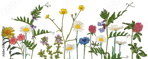 field flowers, vector drawing wild plants at white background, flowering meadow , hand drawn botanical illustration