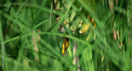 Bird in the grass filed