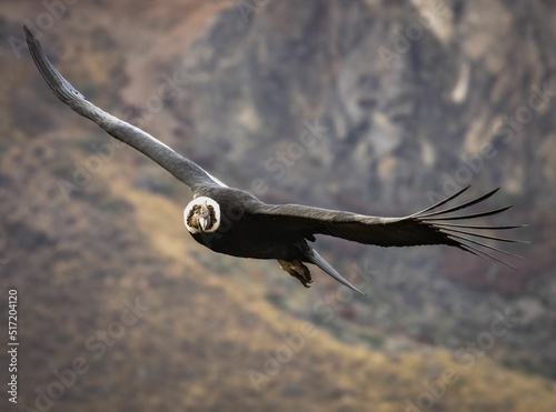 Close-up shot of an Andean condor in flight photo