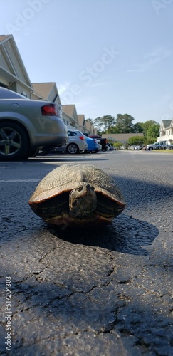 Vertical view of a turtle resting outdoors on the street asphalt photo