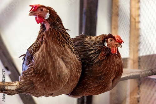 Fotografie Closeup of two Leghorn chicken in the coop