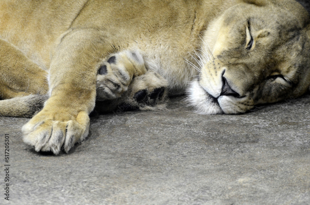 Fototapeta premium ライオン
