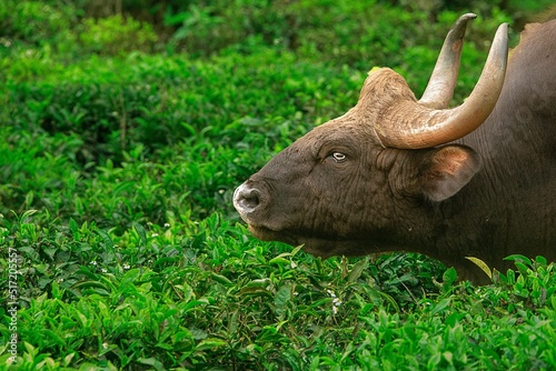Closeup portrait of a gaur in profile on green background photo