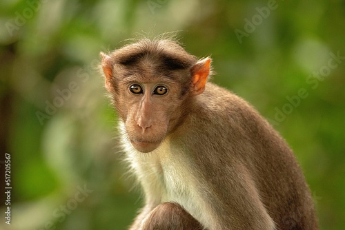 Closeup portrait of a monkey on green blurry background