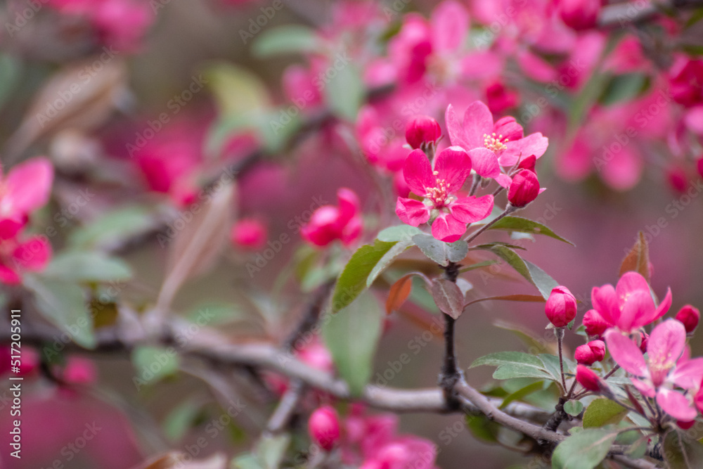 Pink apple tree blossom, big flowers on branch. Apple tree spring delicate vibrant pink flowers bloom in garden close-up with blurred background Pink apple tree blossom, big flowers on branch. Apple tree spring delicate vibrant pink flowers bloom in garden close-up with blurred background