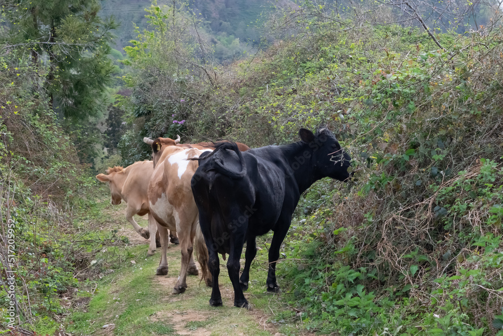 Fototapeta premium cows in the mountains