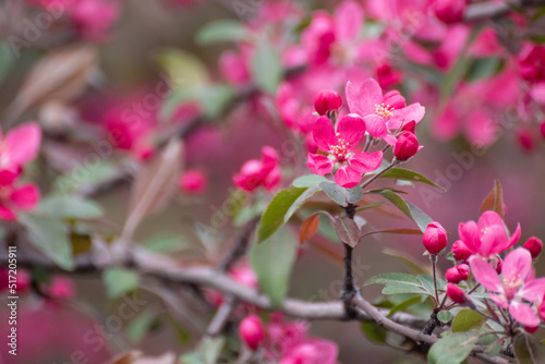 Pink apple tree blossom, big flowers on branch. Apple tree spring delicate vibrant pink flowers bloom in garden close-up with blurred background © Kathrine Andi