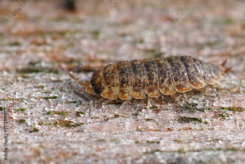 Fotografie Closeup on a orange colored rough woudlouse, Porcellio scaber sitting on wood