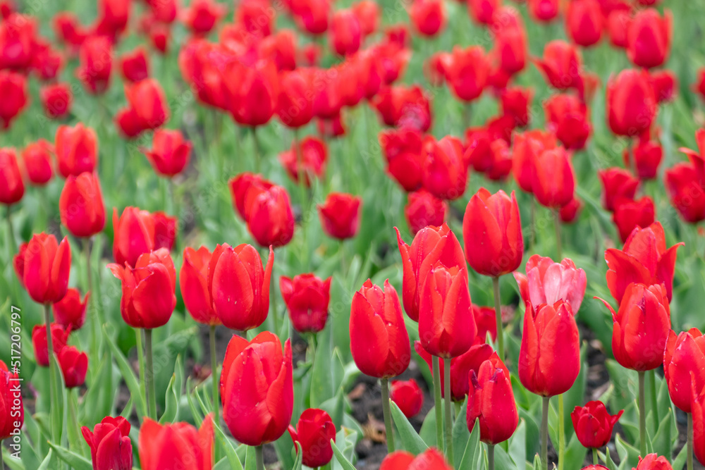 Red tulips with green leaves, flower bed close-up, spring bloom with blurred background. Romantic fresh botanical meadow foliage Red tulips with green leaves, flower bed close-up, spring bloom with blurred background. Romantic fresh botanical meadow foliage