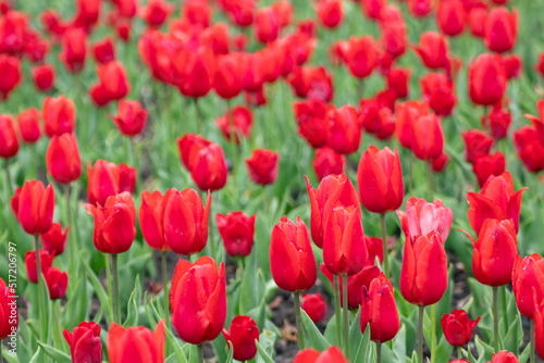 Red tulips with green leaves  flower bed close-up  spring bloom with blurred background. Romantic fresh botanical meadow foliage