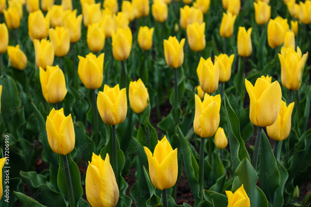 Obraz premium Yellow tulips with leaves greenery, flowers field close-up with blurred background, spring blossom. Tender botanical meadow