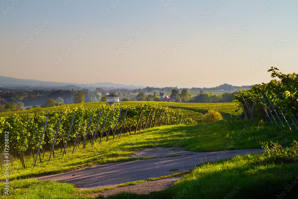Naklejka premium Weinberge Reben