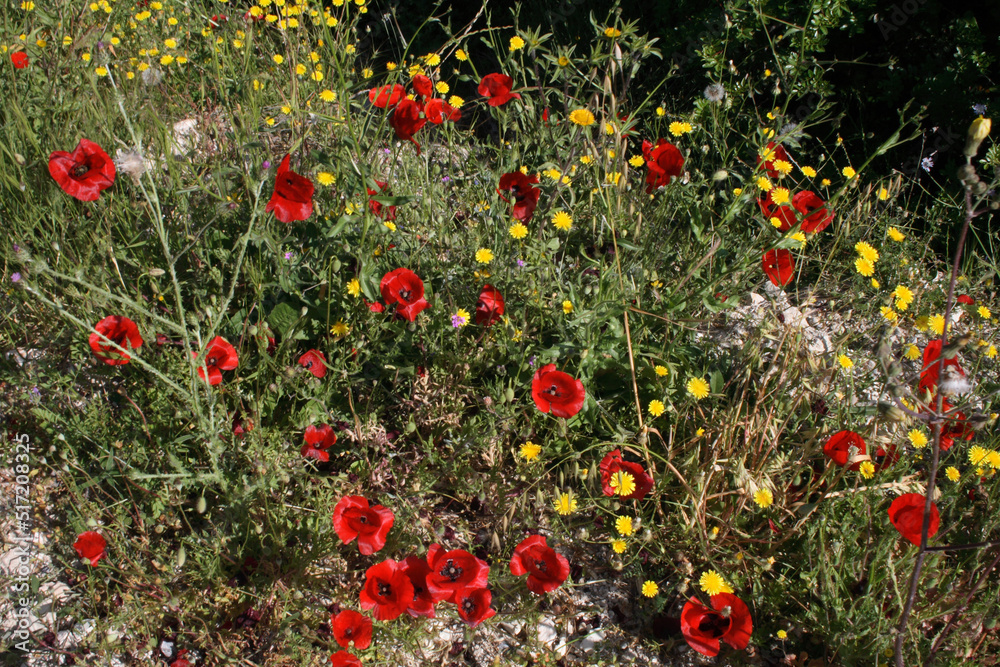 Fototapeta premium Blume / Flower / Flos