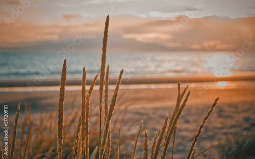 Landscape of sunset skies with long grass and clouds on a warm evening photo