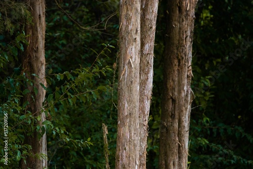 Closeup of tall skinny tree trunks with stringy peeling bark against a blurred background