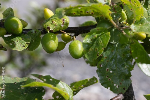 Closeup of unripe Greengage fruit on a tree with green leaves photo